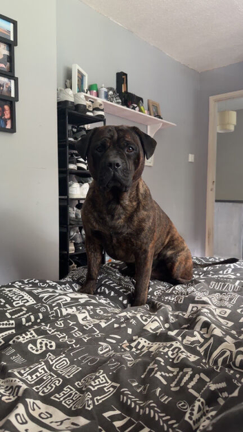 4 year old boy