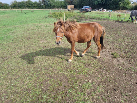 Chestnut welsh section a pony