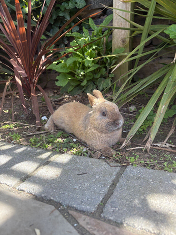 Dwarf Rabbit