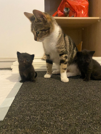 8 week old male kittens ready now