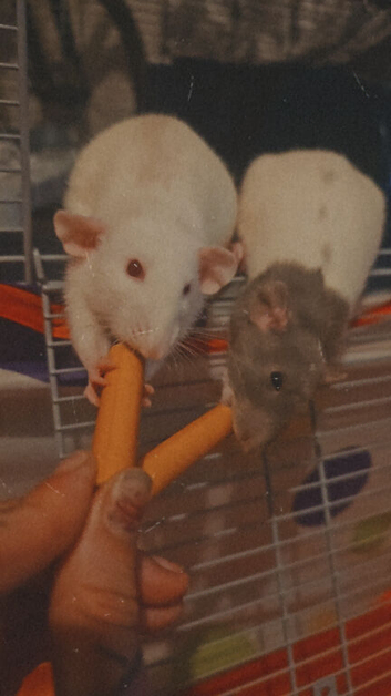 2 female rats