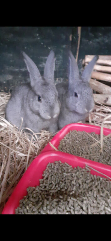 *** Pretty Chinchilla Bunnies***