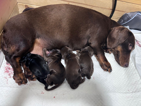 Miniature dachshund long haired