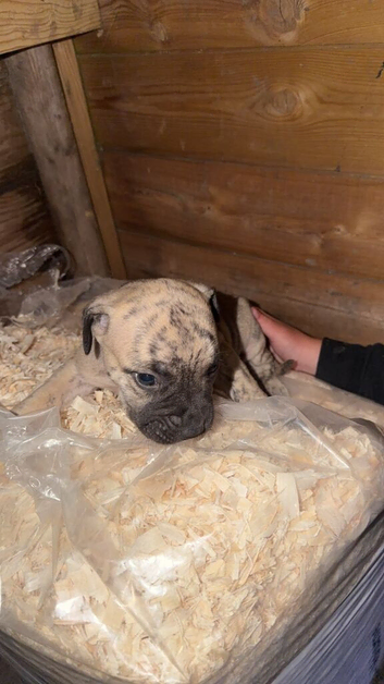 Presa Canario pups