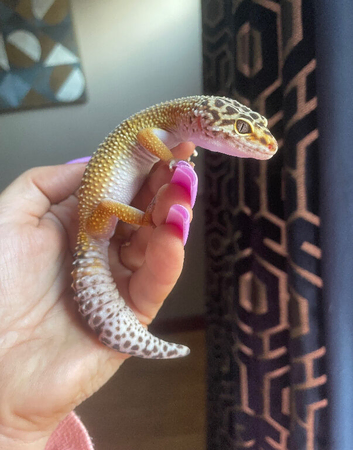 Leopard gecko and vivarium