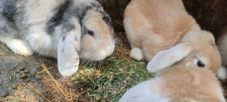Mini Lop Boys &pound;15 each