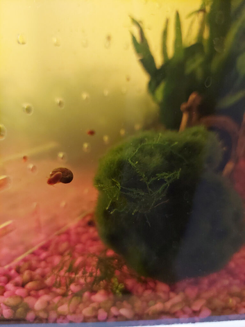 Ramshorn Snails Pink and Leopard