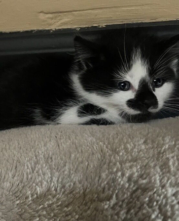 Kitten female