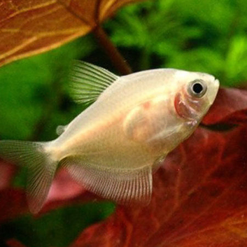 Black/white widow tetras