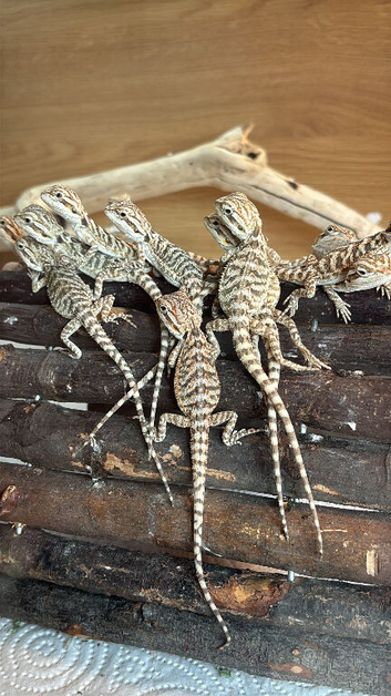 Baby bearded dragons
