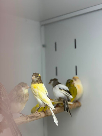 Canaries