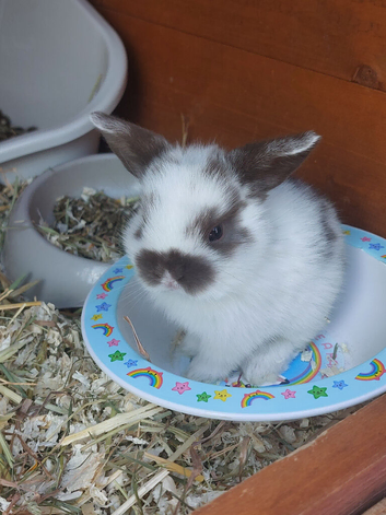 Beautiful baby lops