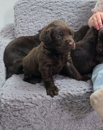 Cockerdor puppies cockador puppies