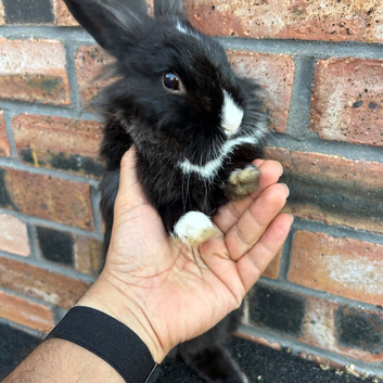 Coco & Moon &ndash; Two male rabbits looking for loving homes