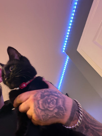 10 month old cat