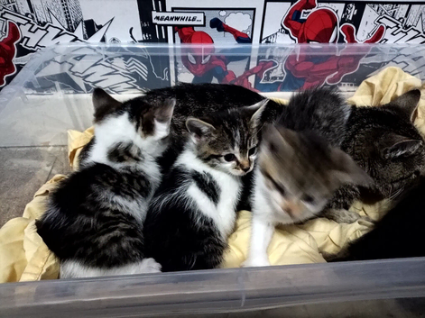 MALE KITTENS READY MID OCTOBER