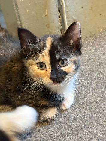 4 beautiful kittens looking for there forever homes