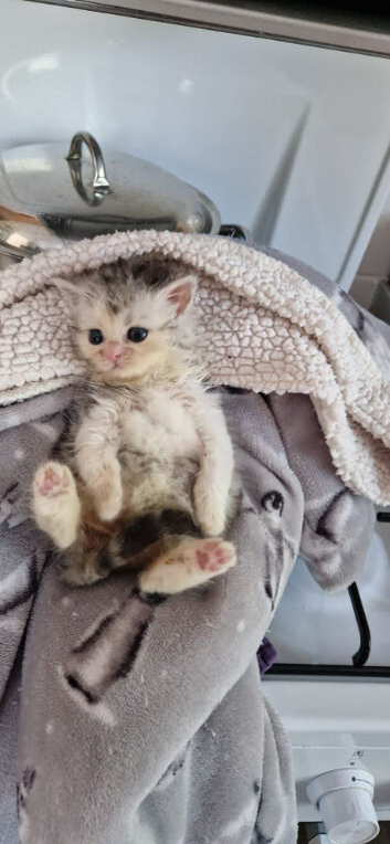 Male persian x cross kitten