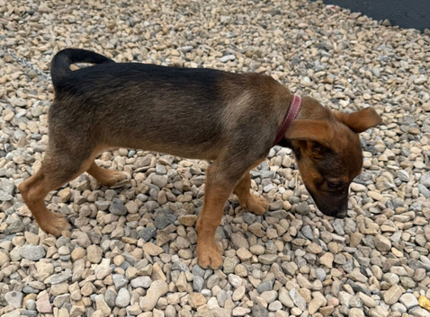 12 Week Old German Shepard