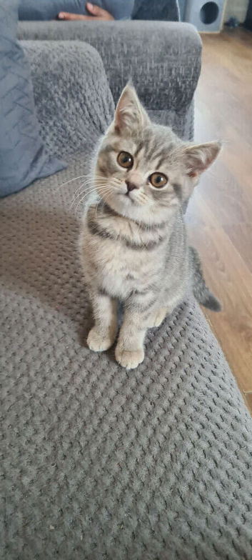 Adorable Bristh ShortHair kittens 2 female left