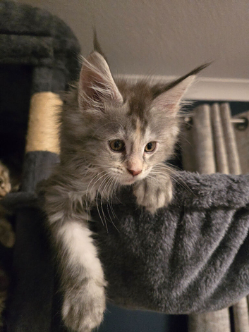 Beautiful Tica Maincoon Kittens