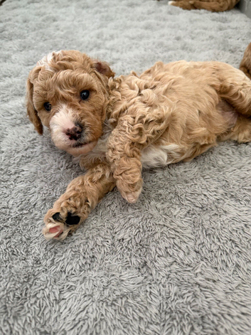 Cavapoo puppies