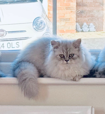 Ready Now - Kitten - 1 Male Chinchilla Silver Persian