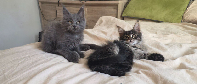 Maine coon kittens