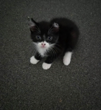 Male and female kittens