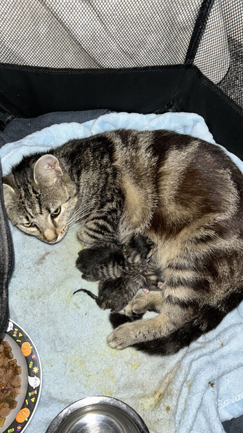 Tabby kitten