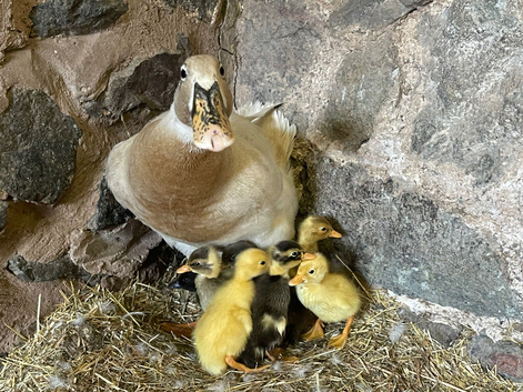 Indian runner family, female Duck & her 8 ducklings
