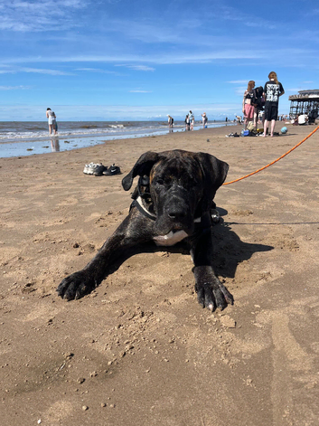 Loving boy looking for home
