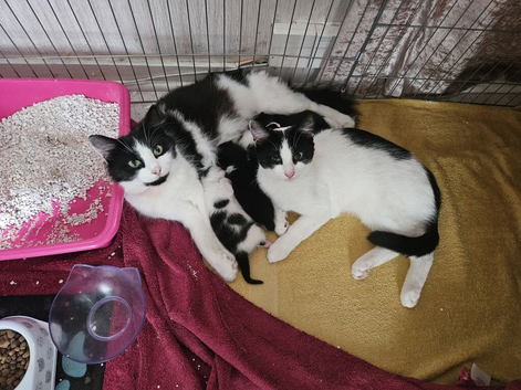 Kittens