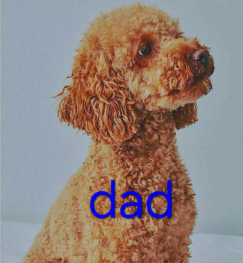 3/4 Poodle Puppies