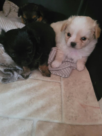 Chihuahua puppies