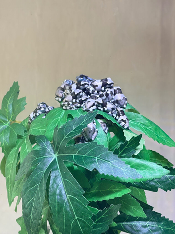 Amazon milk frog babies