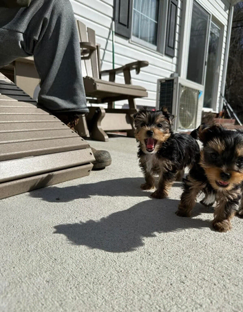 Yorkshire terrier litter of puppies