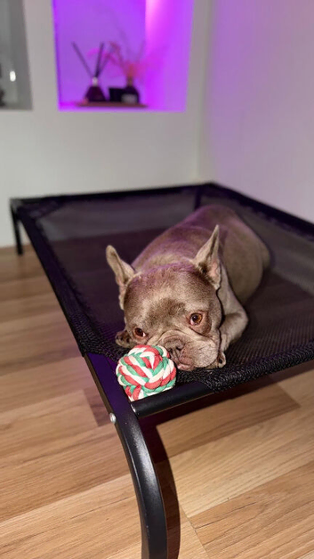 Beautiful French Bulldog &ndash; Expecting a Gorgeous Litter of 5+ Puppies