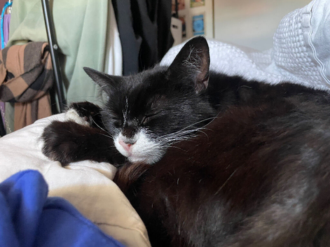 Cat for sale