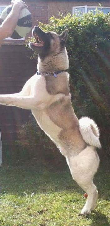 Male Akita