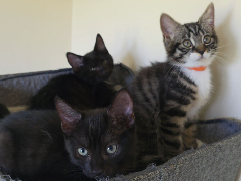 3 left, Laperm mix kittens