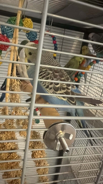 Budgies looking for new homes