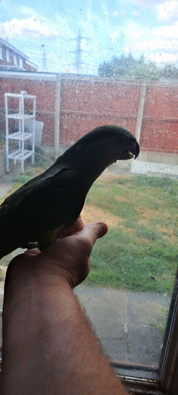 Baby hand reared Orangewing Amazon