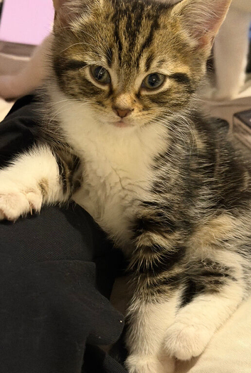 4 kittens 2 boys 2 girls
