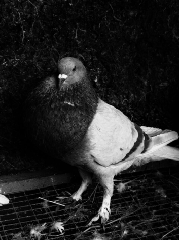 Red pouter to sale