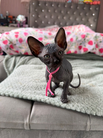 3 Sphynx Cats RTG