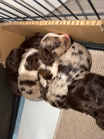 Beautiful Little of cockerspaniel puppies
