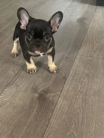 french bulldog ready for a loving home