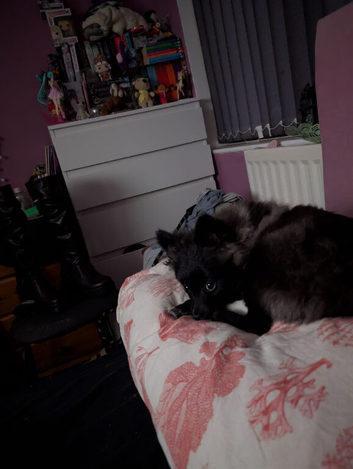 Rehome needed