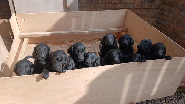 Flat coat puppies
